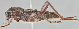   Xylotrechus sagittatus sagittatus  lateral 
