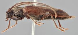   Opsimus quadrilineatus  lateral 
