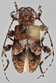   Pseudastylopsis pini  dorsal 
