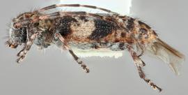   Pogonocherus mixtus  lateral 
