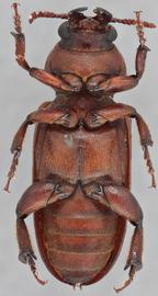   Scaphinus muticus  ventral 
