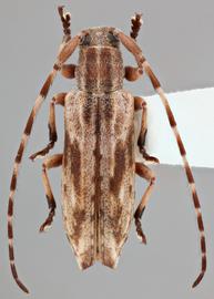   Mimectatina divaricata  dorsal 
