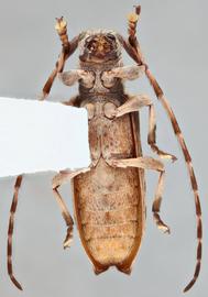   Mimectatina divaricata  ventral 
