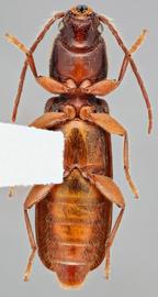   Nothorhina punctata  ventral 
