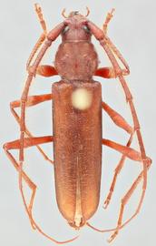   Eucrossus villicornis  dorsal 
