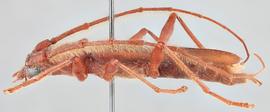   Eucrossus villicornis  lateral 
