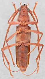   Eucrossus villicornis  ventral 
