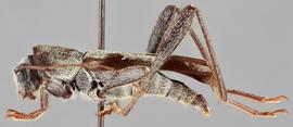   Neoclytus nubilus  lateral 
