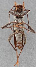   Neoclytus nubilus  lateral 
