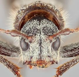   Neoclytus nubilus  frontal 
