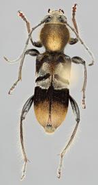   Hirticlytus comosus  dorsal 
