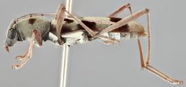   Demonax transilis  lateral 
