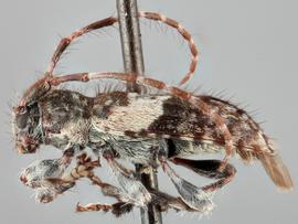   Pogonocherus f. fasciculatus  lateral 
