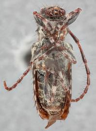   Pogonocherus f. fasciculatus  ventral 
