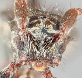   Pogonocherus f. fasciculatus  frontal 
