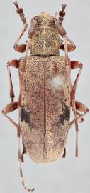   Rhodopina integripennis  dorsal 
