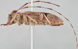   Rhodopina integripennis  lateral 
