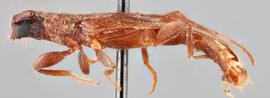   Haplidus laticeps  lateral 
