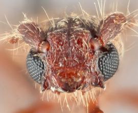   Haplidus laticeps  frontal 
