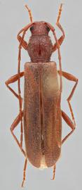   Haplidus testaceus  dorsal 
