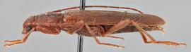   Haplidus testaceus  lateral 
