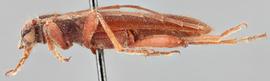   Hesperanoplium antennatum  male lateral 
