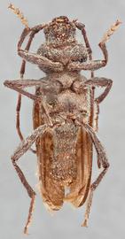   Elatotrypes hoferi  ventral 
