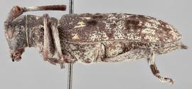   Monochamus nigromaculatus  lateral 
