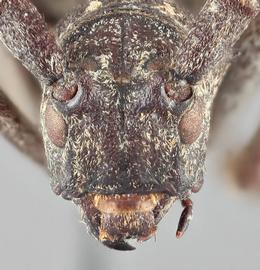   Monochamus nigromaculatus  frontal 
