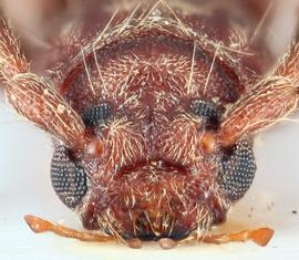   Penichroa fasciata  frontal 
