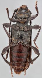   Ropalopus macropus  ventral 
