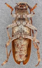   Monochamus carolinensis  female ventral 
