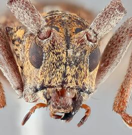   Monochamus carolinensis  female frontal 
