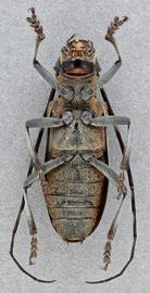   Monochamus galloprovincialis  female ventral 
