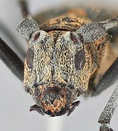   Monochamus galloprovincialis  female frontal 
