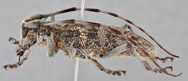   Monochamus clamator  female lateral 
