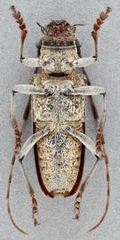   Monochamus clamator  female ventral 
