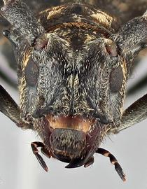   Monochamus nitens  female frontal 
