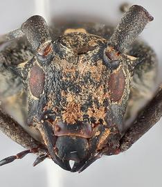   Monochamus grandis  female frontal 
