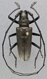   Monochamus sartor urussovii  male dorsal 
