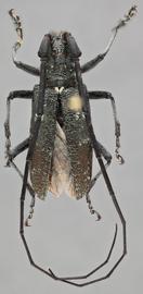   Monochamus scutellatus  male dosal 
