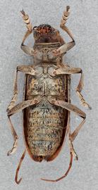   Monochamus alternatus endai  female ventral 
