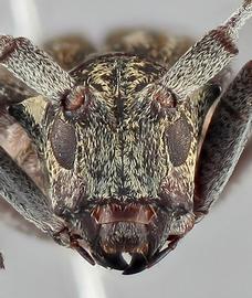   Monochamus maculosus  female frontal 
