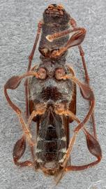   Molorchus (Caenoptera) minor  ventral 
