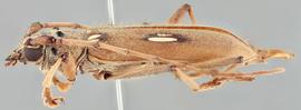   Eburia laticollis  lateral 
