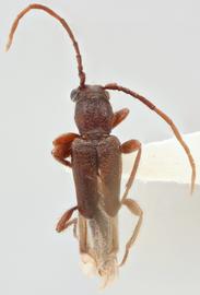   Nathrius brevipennis  dorsal 
