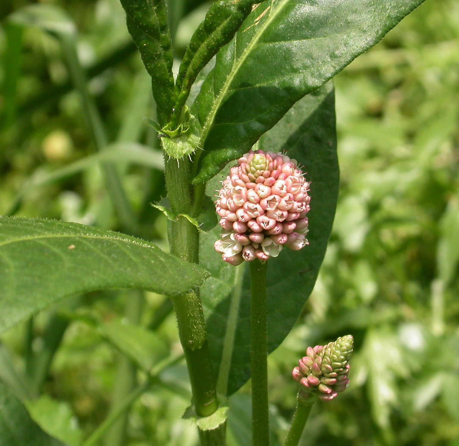 Persicaria Aquarium And Pond Plants Of The World E3