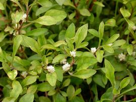   Alternanthera ficoidea ; photo: S.L. Winterton 