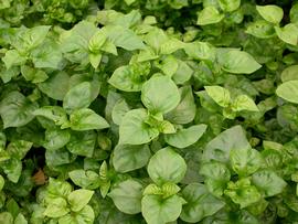   Alternanthera ficoidea  leaves; photo: S.L. Winterton 