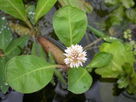   Alternanthera hassleriana  flower head; photo: S.L. Winterton 